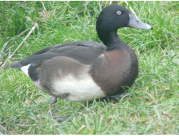 Baers Pochard